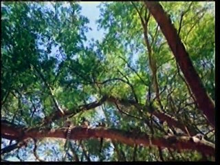 БОЖЕСТВЕННАЯ ПЛАНЕТА 2