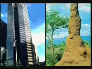 KETULUSAN CINTA DAN PENGORBANAN DIRI DI DUNIA SATWA