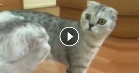 Кот увидел себя в зеркале и ОФИГЕЛ