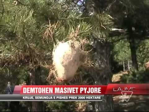 Krujë, dëmtohen masivet pyjore - News, Lajme - Vizion Plus
