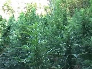 KOÇO KOKEDHIMA TAKIME NE KONGRESIN E SHBA PER LEGALIZIMIN E MARIJUANES LAJM