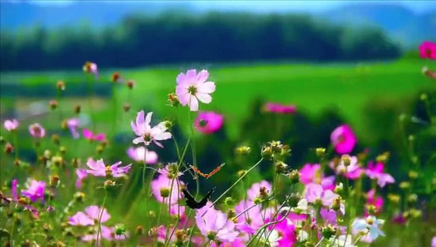 Sha La La La Vengaboys - vengaboys