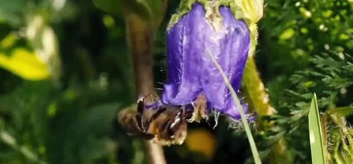 More Than Honey Official Trailer 1 (2013) - Bee Documentary HD [Full Episode]