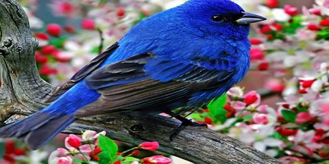 Sounds of Nature: Bird Songs (No Music) 30 min