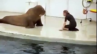 Sea lion so cute ..copy the girl-must watch