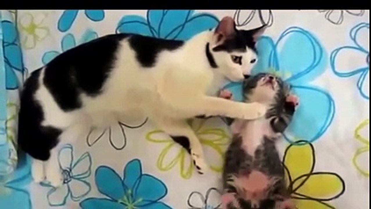 Il est beau ce petit bébé chat ! Trop cute