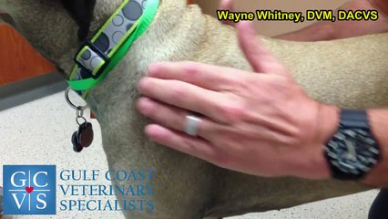 Gulf Coast Veterinary Specialists