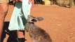 This Young Kangaroo Loves Her Pouch! - YouTube