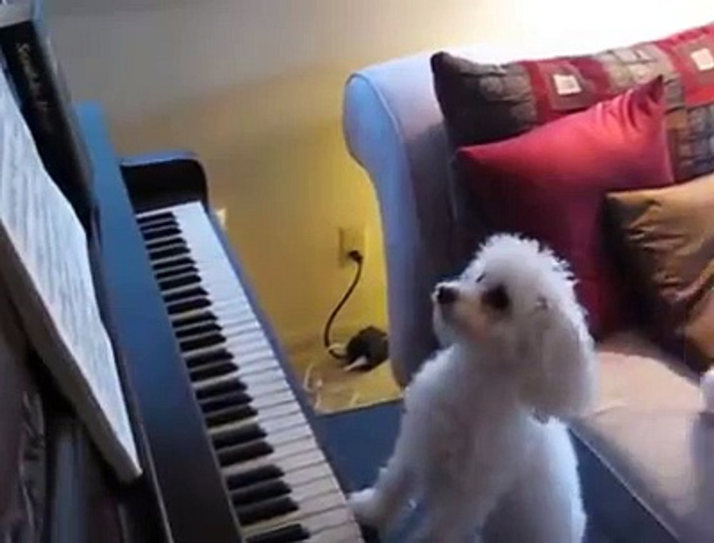 Two cute little dogs playing piano - video Dailymotion