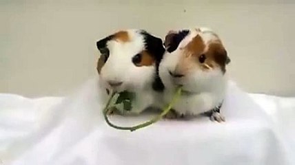 Two hamsters kissing each other