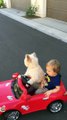 Dog drives little Boy in car.....Daisy Driving Oliver