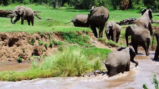 Слоны своих не бросают