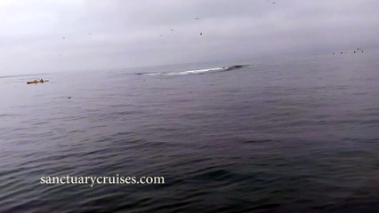 Humpback Whale Breaches on Top of Kayakers