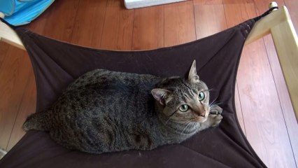 Maru&Hana are relaxed on the hammock 2.-