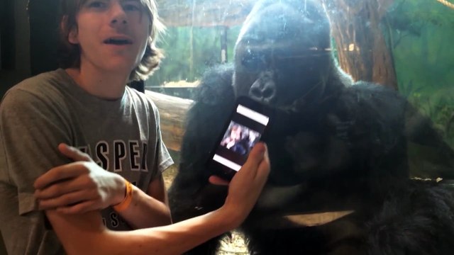 He showed a gorilla photos of other gorillas on his phone. Watch the gorilla's reaction!