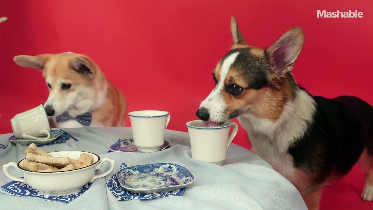 A Regal Corgi Tea Party