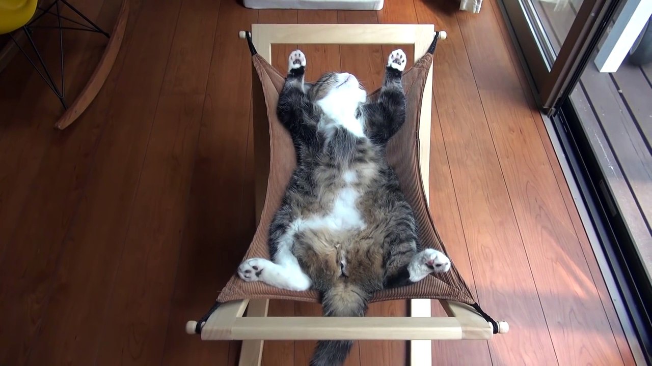 Maru sleeps on the hammock.-