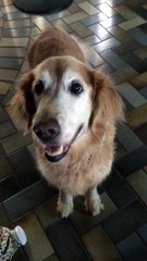 Dog reacts to her Cancer test results.