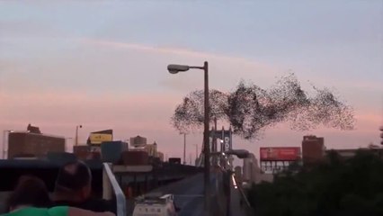 Birds Flock Makes Human Face - Unbelievable !