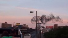 Birds Flock Makes Human Face - Unbelievable !