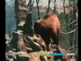 Ayı Domuzu Avlıyor (Bear Boar hunting)