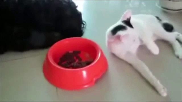 Хитрый кот ворует у собаки корм