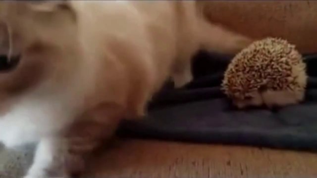 Как кот на ёжика сел