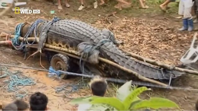 Monster Croc Hunt - National Geographic Documentary