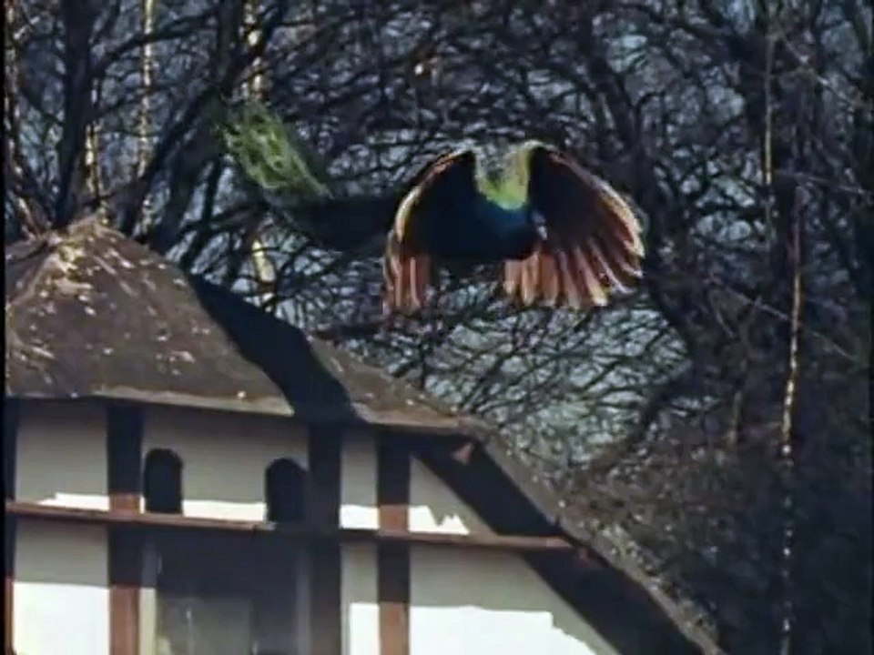 peacock beautiful