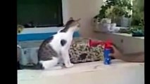 смешные видео про котов))) ржачные котэ...