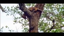 Leopard Hunting Crocodile - BBC Documentary Animals Plants - Wild Documentary National Geo