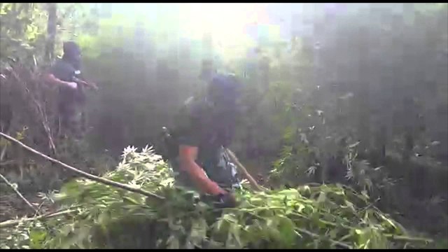 VIJON OPERACIONI ANTI - KANABIS NE DUKAGJIN