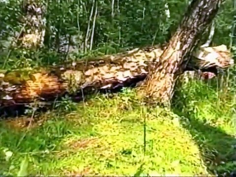 Искусство снайпера. Позиции снайпера.