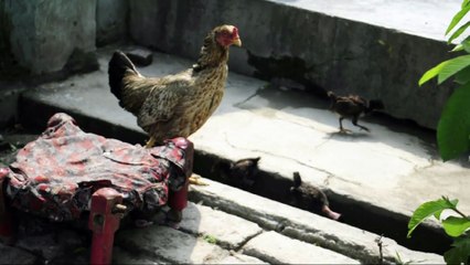 Documentary on A Village *Noon* (Promo)-Riphah University