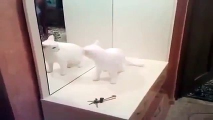 Щас ты получишь, усатый