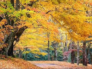 Сгорая плачут свечи