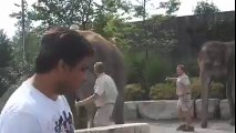 Climb on elephant is not so simple... fail