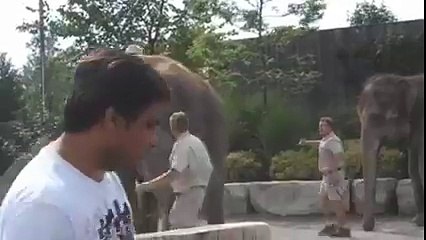 Pas facile de grimper sur un éléphant.... FAIL