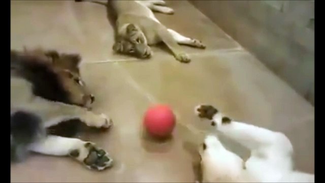 Juste des chats paresseux... Des très gros chats!