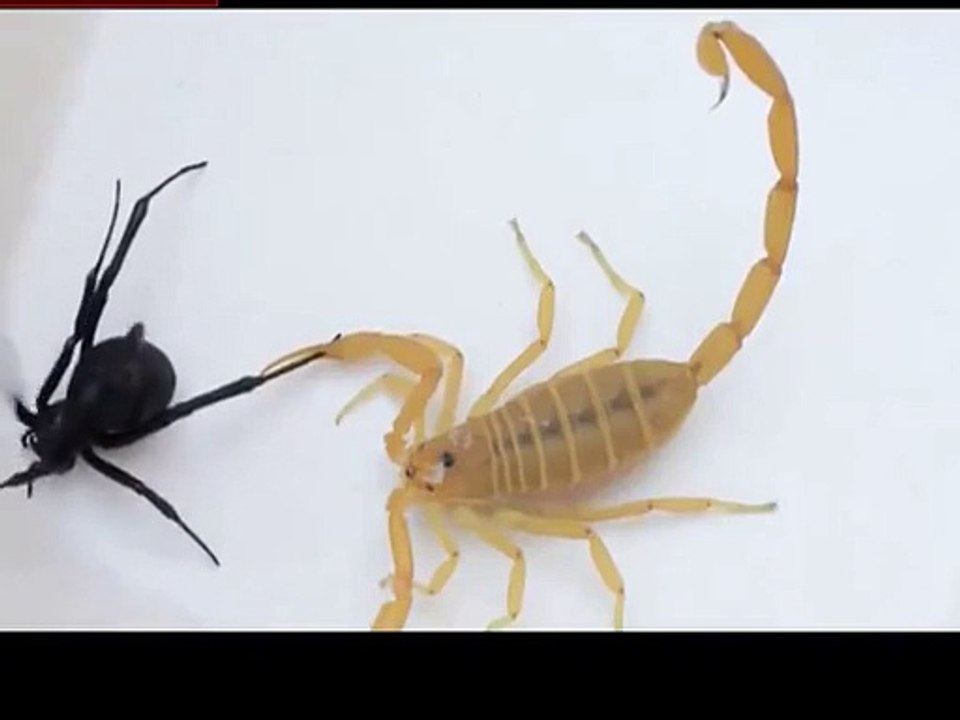 akrep ve karadul kavkası