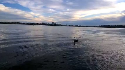 My name is Swan _ I am in The River