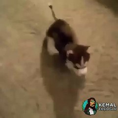 sahibinin gururu köpek