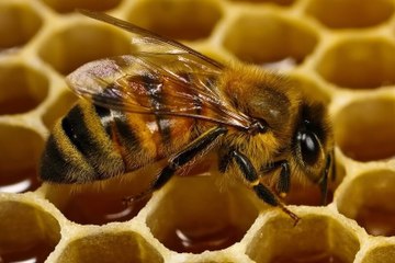 Abejas melíferas (Apis mellifera)