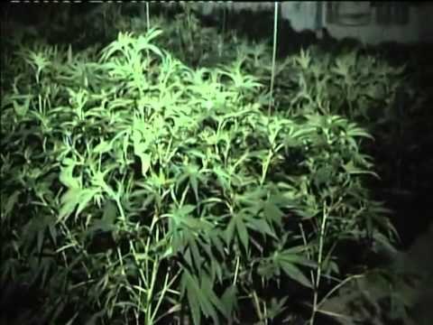 AKSION ANTIKANABIS NE MALESINE E SHKODRES ASGJESOHEN MIJERA RRENJE KANABIS LAJM