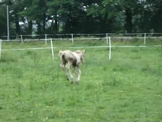 THUNDER KING DU BLIN