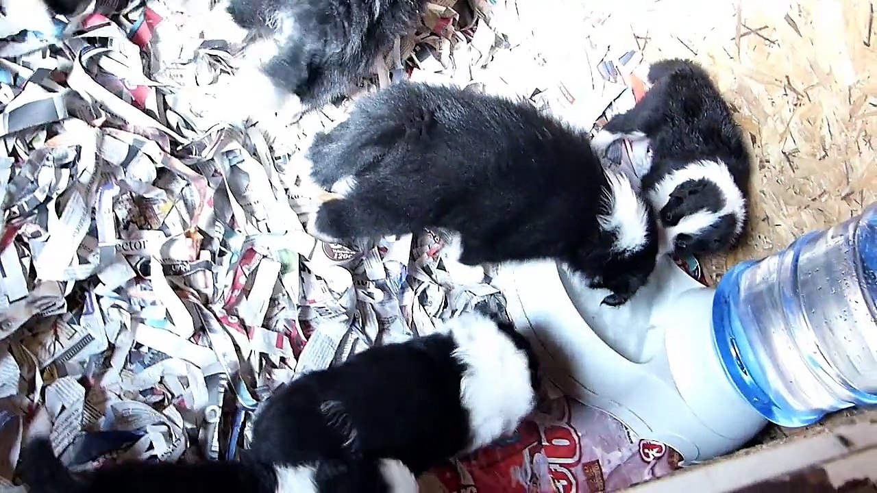 Guinda Sally Puppies 2015
