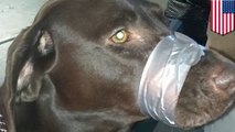 Florida woman duct tapes barking dog's mouth shut, posts photo to Facebook