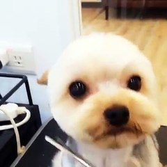 Wow.. Tellement mignon chiot !