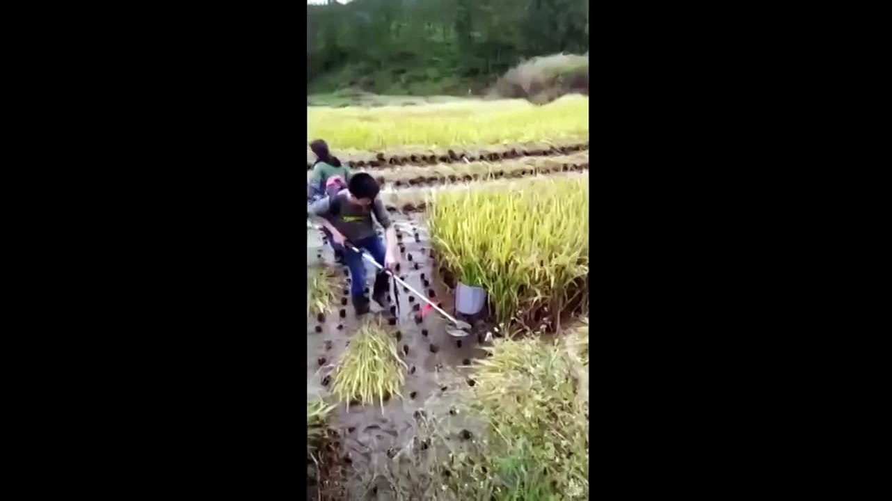 Rice harvester