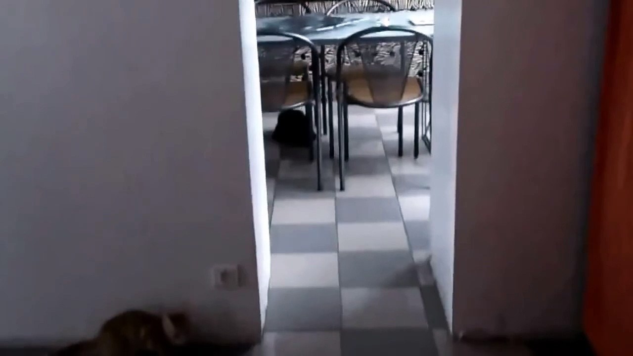 Kitten Outsmarted